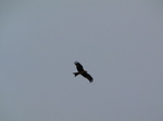 SX32659 Red Kite (Milvus milvus) at kite feeding station.jpg